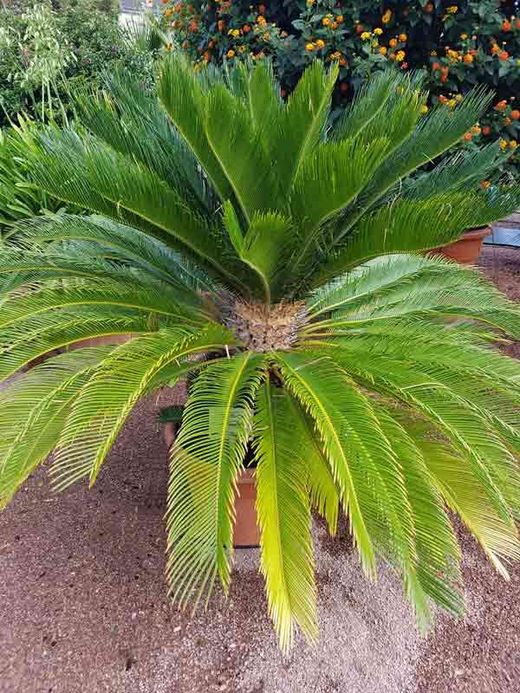 Falsa palmera, Cyca revoluta