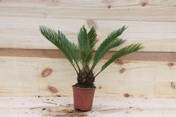 Falsa palmera, Cyca revoluta