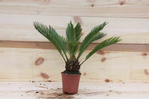 Falsa palmera, Cyca revoluta