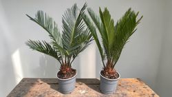 Falsa palmera, Cyca revoluta