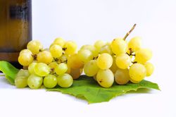 Vinha Albariño. Uva para vinho branco