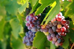 Parra de uva Garnacha tinta. Uva de vino tinto