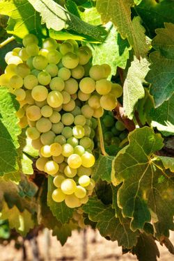 Parra de uva Godello. Uva de vino blanco