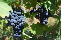 Mencia videira. Uva para vinho tinto