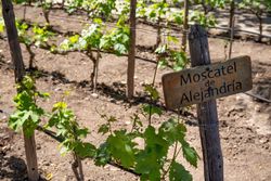 Muscat de vigne d'Alexandrie. Raisin blanc