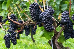 Pinot Noir vinha. Uva para vinho tinto