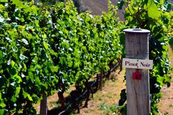 Pinot Noir vinha. Uva para vinho tinto