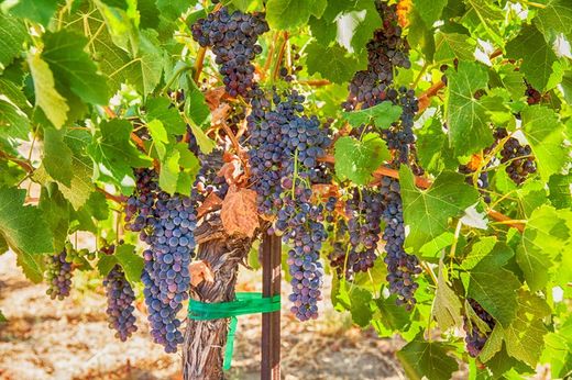 Parra de uva Syrah. Uva de vino tinto