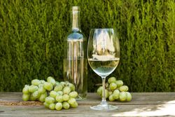 Videira de uva branca Tempranillo. Uva de vinho branco