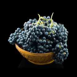 Parra de uva Tempranillo. Uva de vino tinto