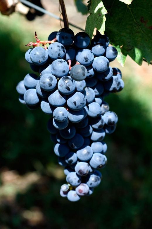 Parra de uva Tempranillo. Uva de vino tinto