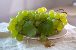 Parra de uvas de mesa Italia.