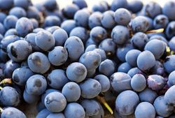Parra de uvas sin pepita Autum Royal.