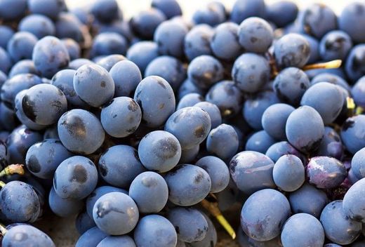 Parra de uvas sin pepita Autum Royal.