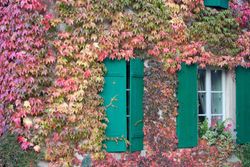 Parra del Japón, Parthenocisus tricuspidata Veitchii