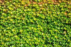 Parra del Japón, Parthenocisus tricuspidata Veitchii