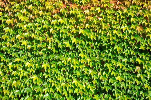 Parra del Japón, Parthenocisus tricuspidata Veitchii