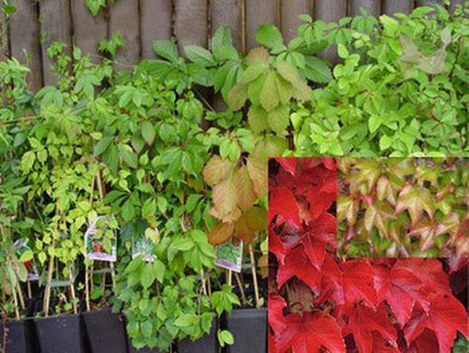 Parra del Japón, Parthenocisus tricuspidata Veitchii