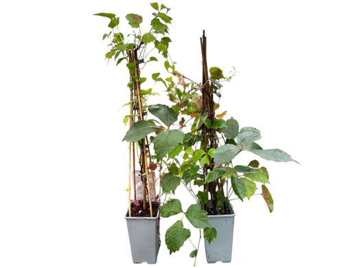 Parra del Japón, Parthenocisus tricuspidata Veitchii