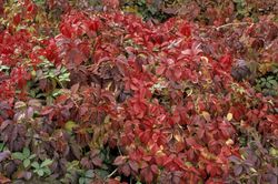 Parra virgen, ampelopsis, Parthenocisus quinquefolia