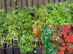 Parra virgen, ampelopsis, Parthenocisus quinquefolia