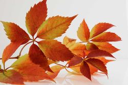 Parra virgen, ampelopsis, Parthenocisus quinquefolia