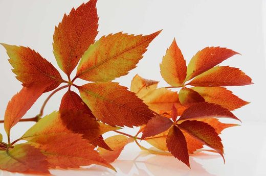 Parra virgen, ampelopsis, Parthenocisus quinquefolia