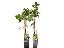 Parra virgen, ampelopsis, Parthenocisus quinquefolia