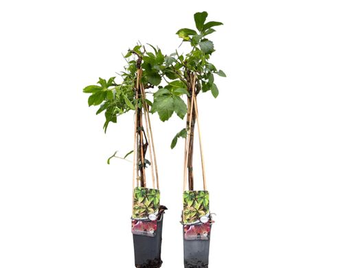 Parra virgen, ampelopsis, Parthenocisus quinquefolia