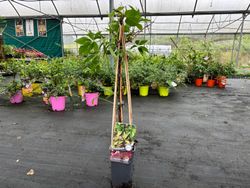 Parra virgen, ampelopsis, Parthenocisus quinquefolia