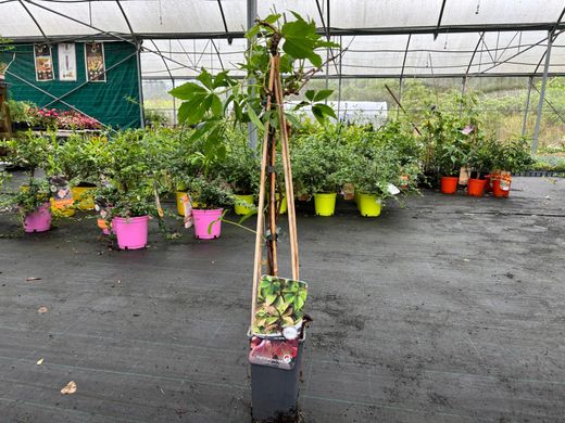 Parra virgen, ampelopsis, Parthenocisus quinquefolia