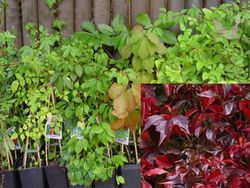 Parra virgen rojo oscuro, ampelopsis