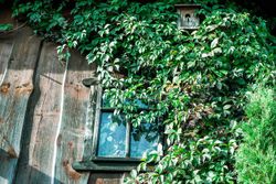 Parra virgen rojo oscuro, ampelopsis