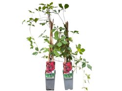 Parra virgen rojo oscuro, ampelopsis