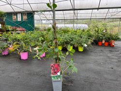 Parra virgen rojo oscuro, ampelopsis