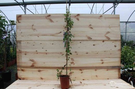 Vigne vierge Veitchii, Parthenocisusus tricuspidata 'Veitchii'
