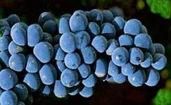 Michelle Pallieri videiras, plantas para uvas de mesa.