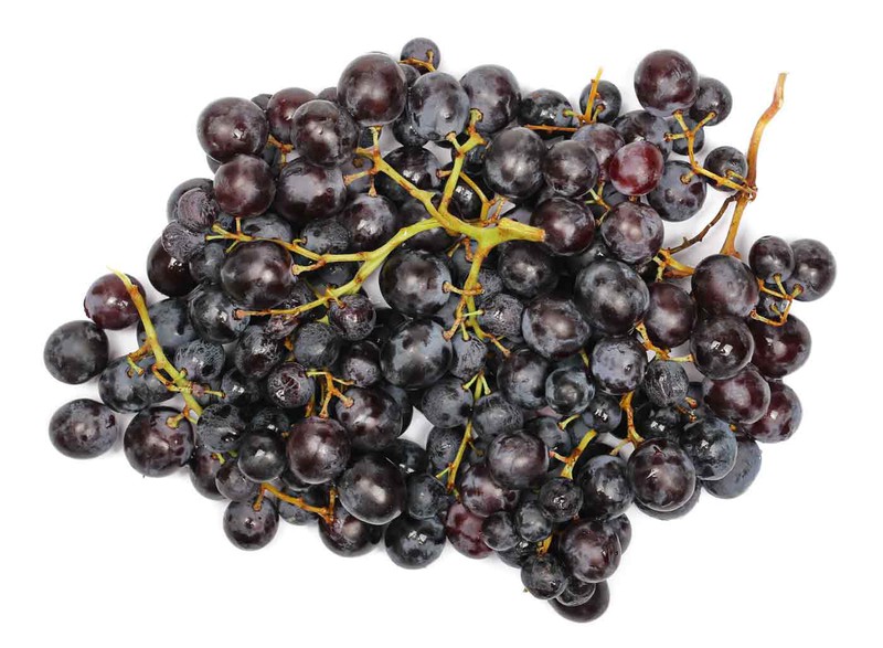 Videiras de moscatel pretas, plantas para uvas de mesa — Plantamus Nursery  online
