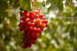 Parras Red Globe. Plantas de vid a raíz desnuda.
