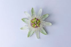 Pasiflora, Passiflora caerulea constance elliott