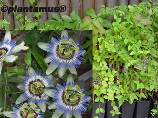 Passiflore bleue, passiflore, Passiflora caerulea