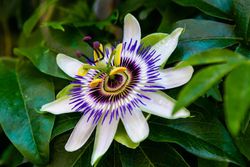 Passiflore bleue, passiflore, Passiflora caerulea