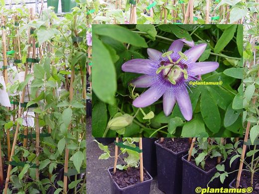 Pasionaria purpura, flor de la pasion, Passiflora incarnata
