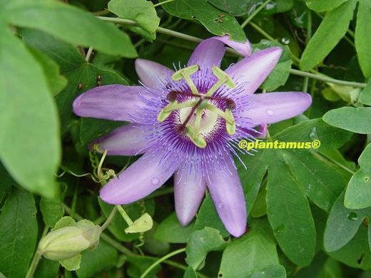 Pasionaria purpura, flor de la pasion, Passiflora incarnata