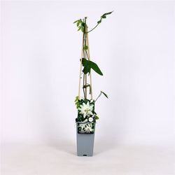 Passiflora Snow queen