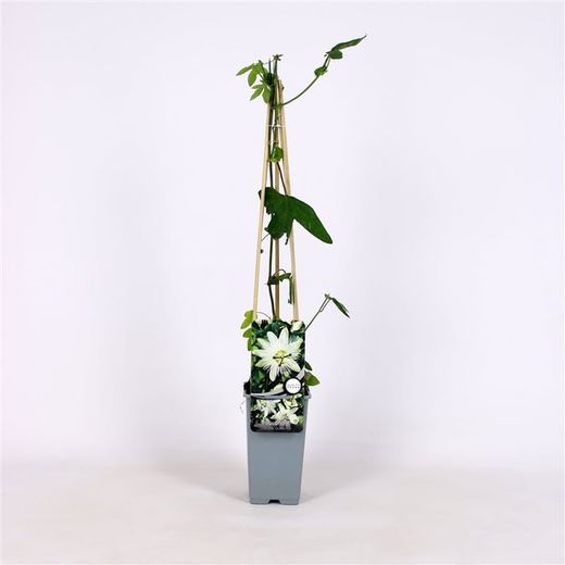 Passiflora Snow queen