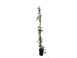 Passiflora Snow queen