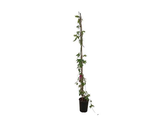Passiflora Snow queen