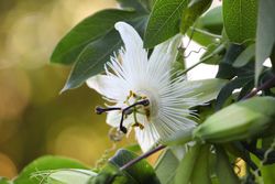 Passiflora Snow queen