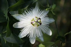 Passiflora Snow queen